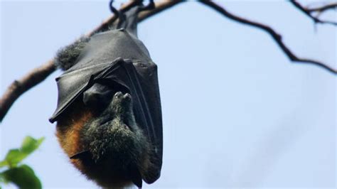 Bbc World Service World Update Soundscapes Australian Fruit Bats