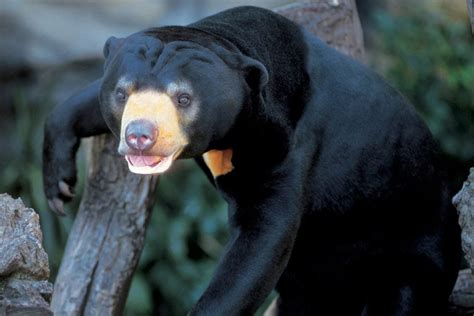 Did You Know These Characteristics Of Sun Bears Page 2 Animal