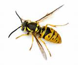 Images of Yellow Wasp Sting