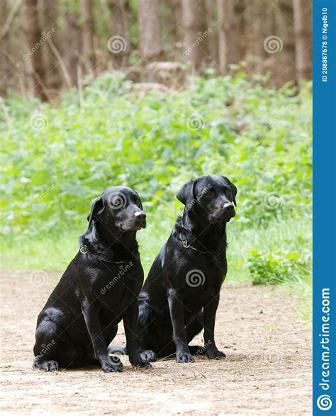 Two Black Labradors Stock Photo Image Of Labrador Labradors 208887678