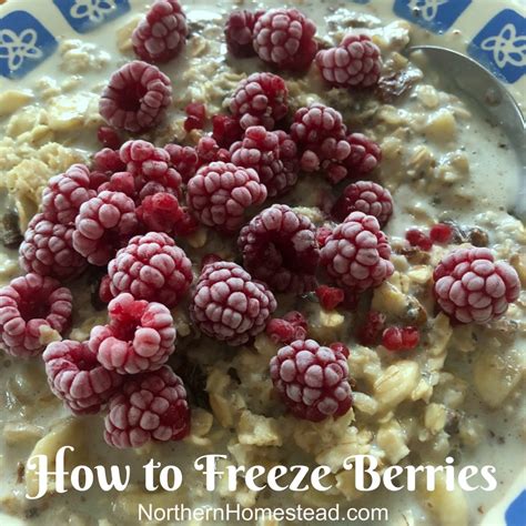 How To Freeze Raspberries And Blueberries Raspberry