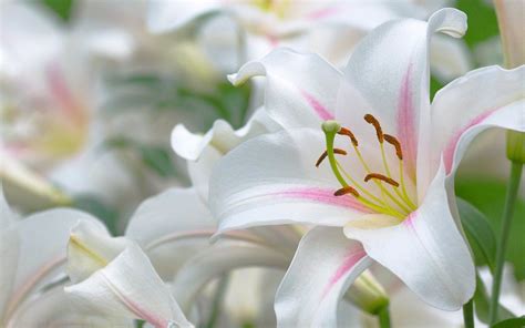 Easter Lilies Wallpapers Wallpaper Cave