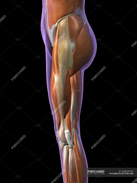 Lateral View Of Female Hip And Leg Muscles On Black Background