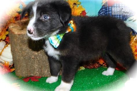 Six puppies, three chocolate and white females one chocolate and white male, two black… Pending Sale: Border Collie puppy for sale near Chicago, Illinois. | 6f2024fd-0291