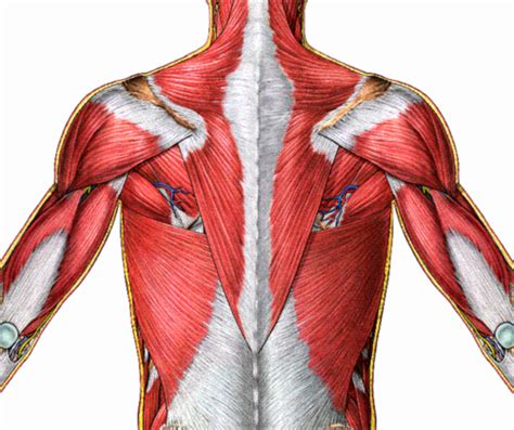 This article covers the anatomy of the superficial muscles of the back, including trapezius a collection of anatomy notes covering the key anatomy concepts that medical students need to learn. Anatomy- superficial, deep back flashcards | Quizlet