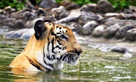 Visit The Beautiful Sundarbans National Park Abta And Atol Protected