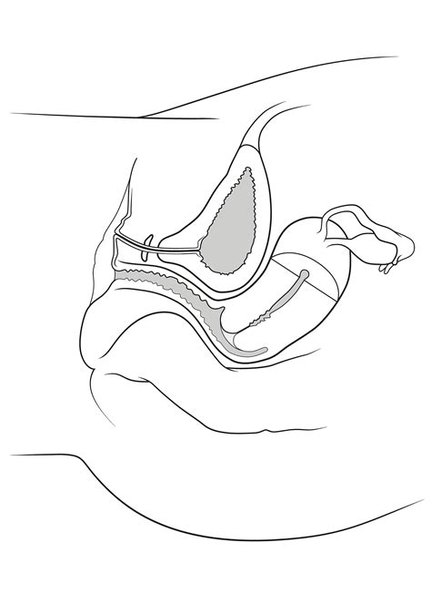 Internal organs of female pelvis. Female Reproductive Organs, Side View: Anatomy Sketch