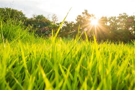 Sun Light Beam On Park With Tree Green Grass Stock Image Image Of