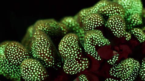 Fluorescent Coral Glows In The Depth Of The Ocean Bbc Earth