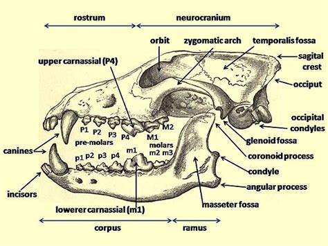 Pleistocene Wolf Wikipedia