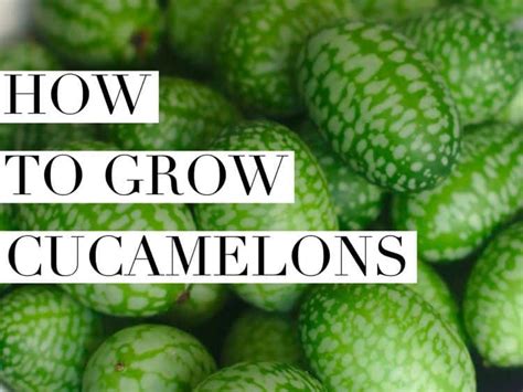 When you grate it, it's super slimy! How To Grow Cucamelon - Gardening Channel