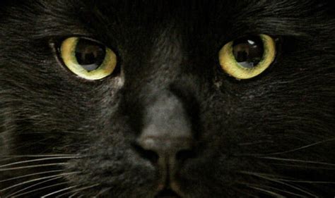 Witchcraft Fears In North Yorkshire Village As Black Cats