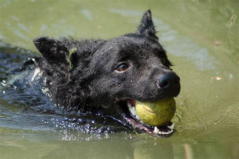 The croatian sheepdog has changed little since the 1300s. Croatian Sheepdog Dog Breed Information - American Kennel Club