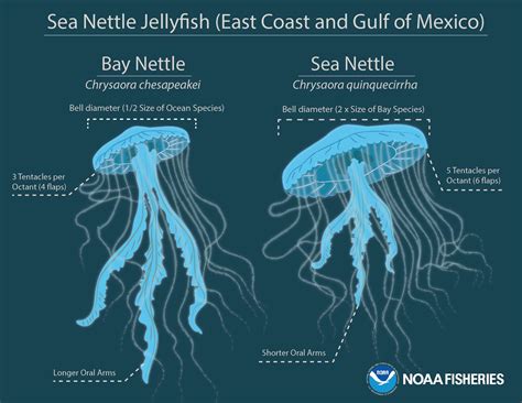 Underwater Creatures Ocean Creatures Jellyfish Species Chesapeake