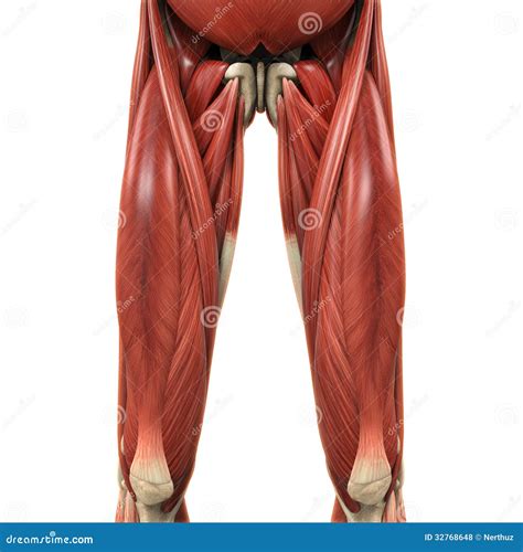 Human Anatomy Leg Muscle Diagram