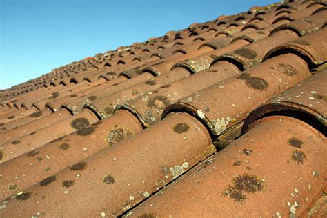 Diy Tips For Clearing Mold From Your Roof Bens Roofing