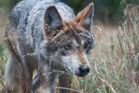 By 1950 The Mexican Gray Wolf Had Vanished From Most Of Its Range