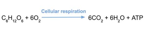 Below are examples of aerobic respiration and. What are the by-products of cellular respiration? - Quora