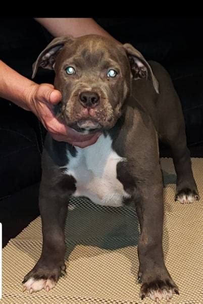 With their breeder, waiting for you! XL AMERICAN BULLY PUPPIES FOR SALE Archives - Mugleston ...