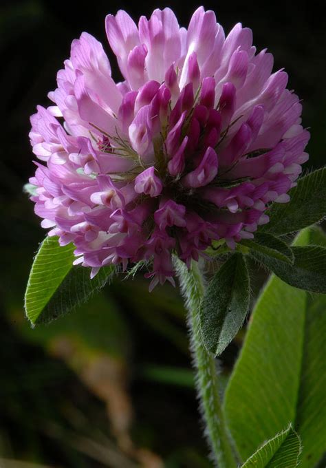 Purple Clover Photograph By Jt Lewis