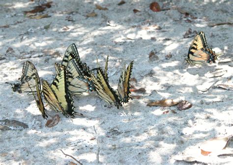 Eastern Tiger Swallowtails Papilio Glaucus Papilio Glaucus