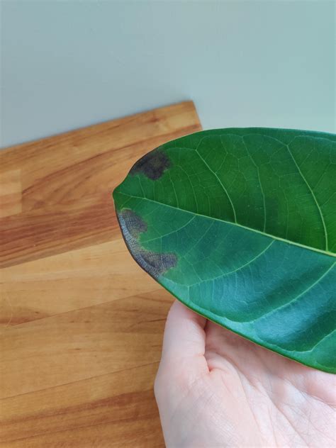 I Need Help Why Are The Leaves On My Bengal Fig Ficus Audrey Turning