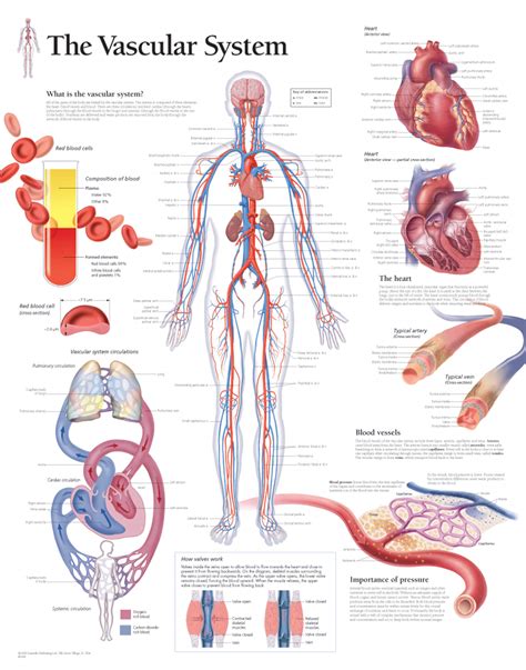 Vascular Structure Of Thebrain Ploragem