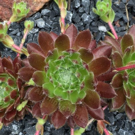 Photo Of The Entire Plant Of Hen And Chicks Sempervivum Spring