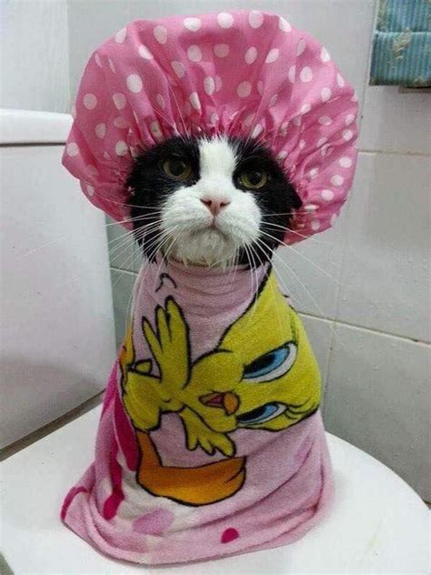 Black And White Cat Wearing Shower Cap And Towel Funny