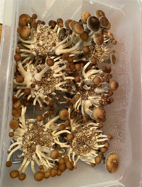First Time Grower What Do You Think Pt Mushroom Cultivation Shroomery Message Board