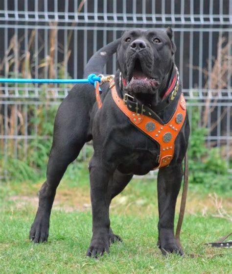 Cane Corso Size 150lbs Weight Height Chest Length Cane Corso Dog