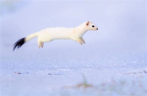 A Stoat In A Snow In Switzerland Animals Animals Beautiful Cute Animals