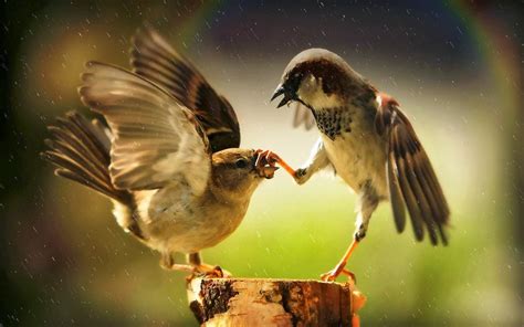 Two Fighting Birds Wallpaper Free Beautiful Desktop Wallpapers 2014