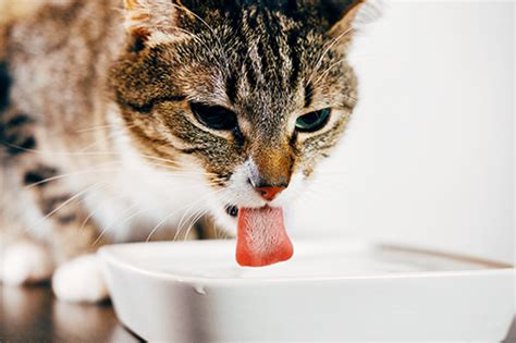 Polyuria is defined as the excessive production and elimination of urine and polydipsia is increased thirst. Managing Diabetes - The Human Disease Pets Get Too