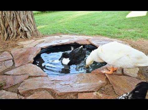 If the inside the ducks match, the carnival player has won and receives a prize. DIY Attractive Easy-Drain Duck Pond - YouTube