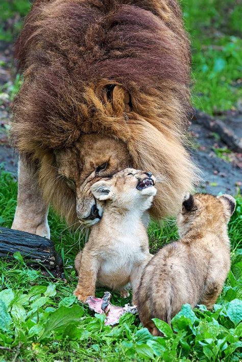 Male Lion Struggles To Look After His Cubs While Mum Is