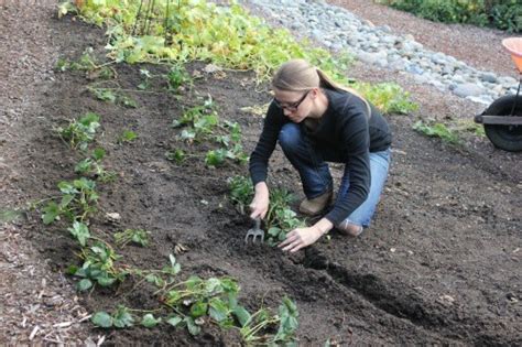 Mavis Garden Blog Zucchini Season Is Officially Over One Hundred