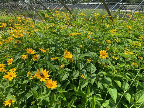 Heliopsis Helianthoides False Sunflower Long Island Natives