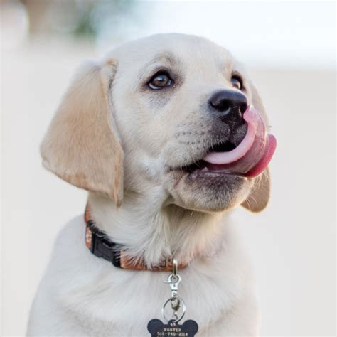 1 Labrador Retriever Puppies For Sale In Houston