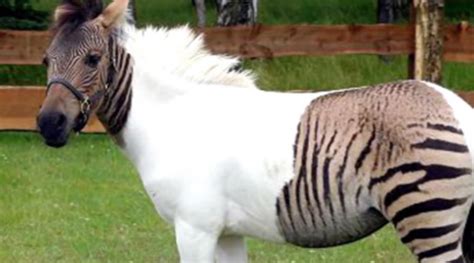 20 Bizarre Hybrid Animal That Actually Exist 1001archives
