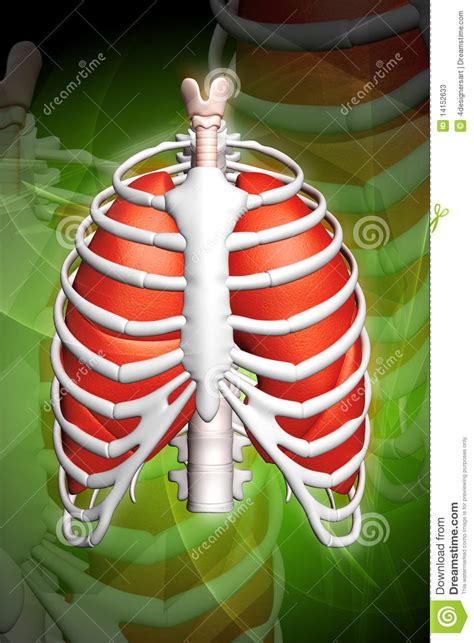 Lungs are a pair of respiratory organs situated in a thoracic cavity. Human lungs and rib stock illustration. Illustration of ...