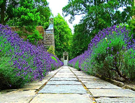 Lavender Path Avebury Manor English Lavender Plant Lovely Lavender