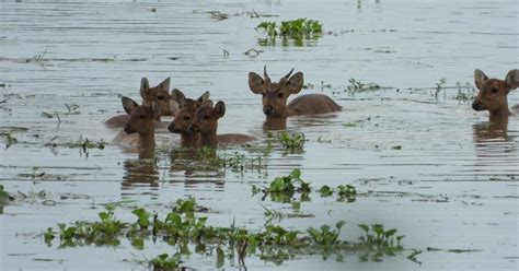 Rescuing Animals From Floods In Kaziranga National Park India