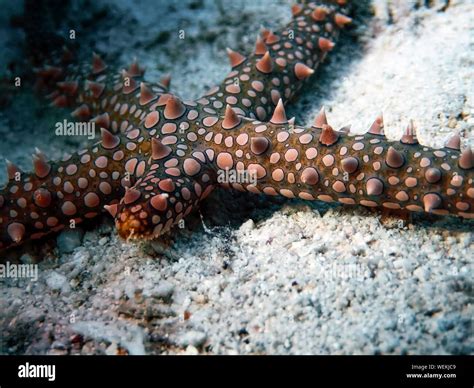 Egyptian Sea Star Gomophia Egyptiaca Stock Photo Alamy
