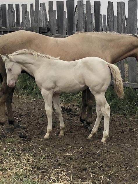 Lemonpending 2018 Aqha Perlino Filly Betts Quarter Horses Is Offering A