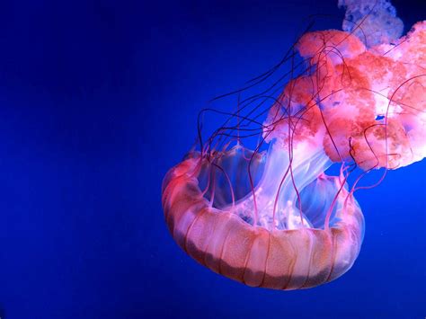 Box Jellyfish Most Venomous Marine Animal