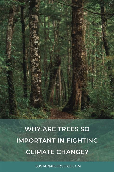 Why Are Trees So Important In Fighting Climate Change — Sustainable Rookie