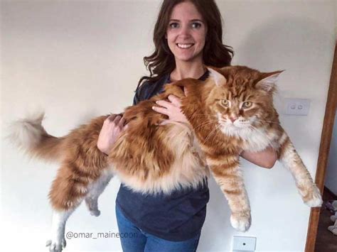 11 Größte Maine Coon Katzen Aus Der Ganzen Welt Große Und Riesige