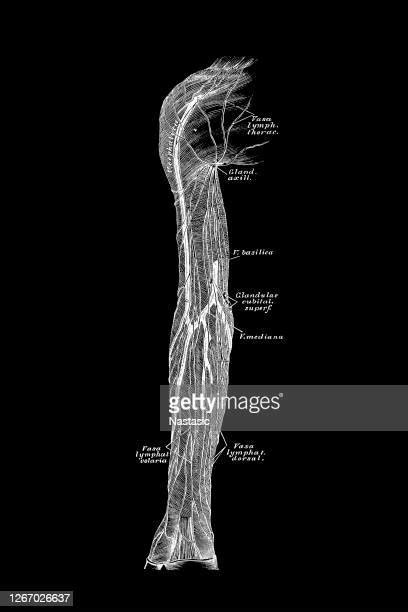 Arm Vein Anatomy Photos And Premium High Res Pictures Getty Images