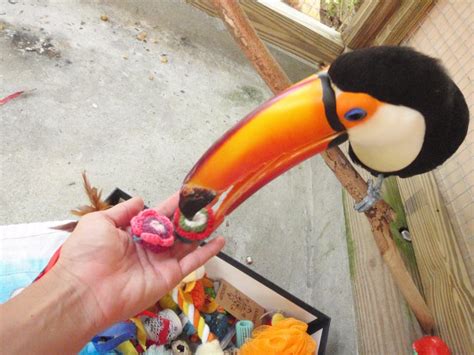 Toucan Training Into A Game Adventures In Toucanland